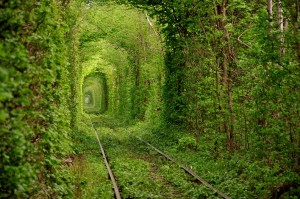 Railroad Tree Tunnel