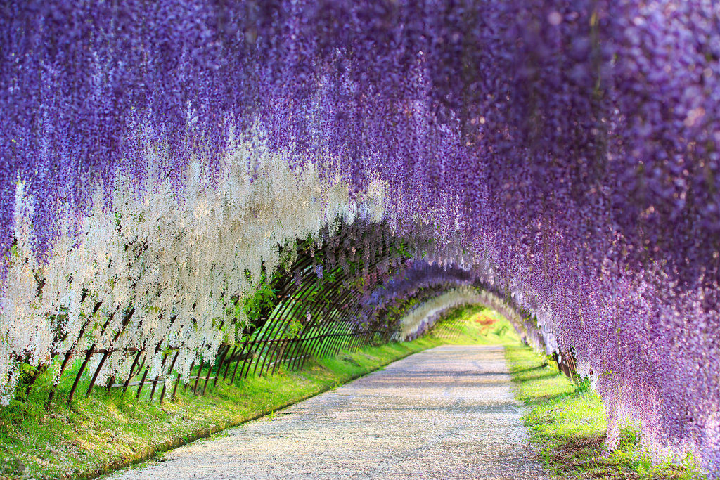 Wisteria Flower Tunnel Japan